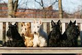 SCOTTISH TERRIER 155